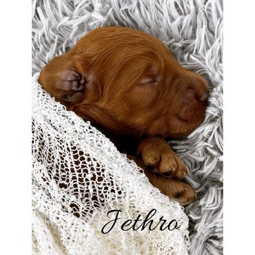 F1b Goldendoodle Puppy