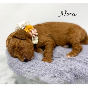 Mini Goldendoodle