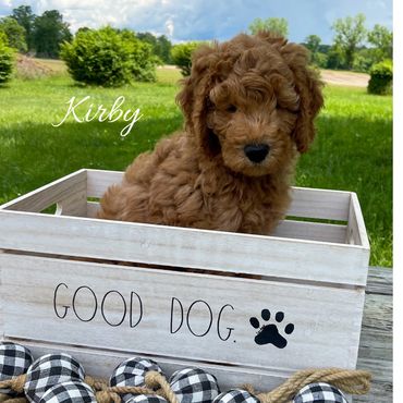 F1bb Goldendoodle puppy
