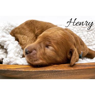 F1b Goldendoodle Puppy