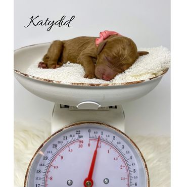 F1bb Goldendoodle puppy