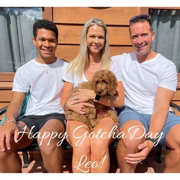 F1b Goldendoodle Puppy