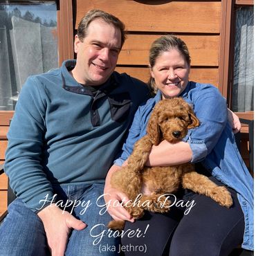 F1b Goldendoodle Puppy