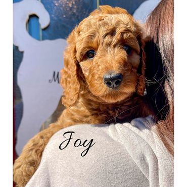F1b Goldendoodle Puppy