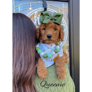 Mini Labradoodle Puppy