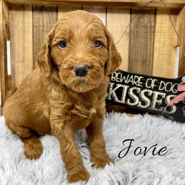 F1b Goldendoodle Puppy