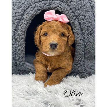 Mini Labradoodle