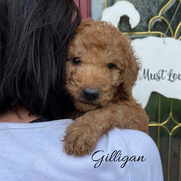F1b Labradoodle Puppy