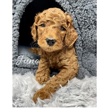 F1b Goldendoodle Puppy