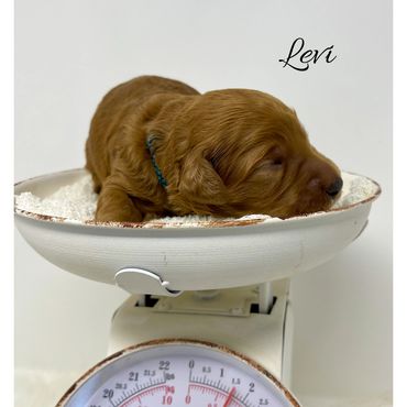 F1b Goldendoodle Puppy