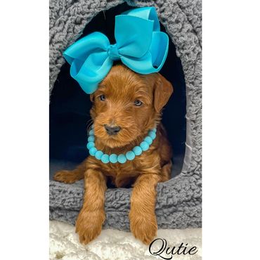 Mini Labradoodle Puppy