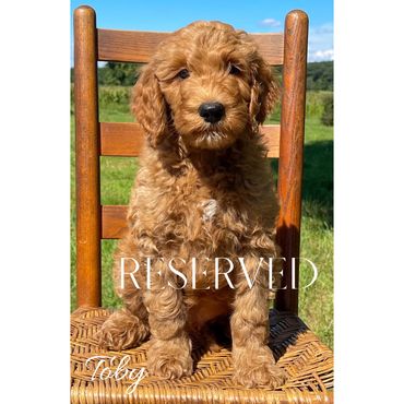 F1b Goldendoodle Puppy