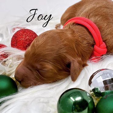 F1b Goldendoodle Puppy