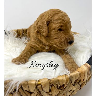 F1bb Goldendoodle puppy
