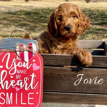 F1b Goldendoodle Puppy