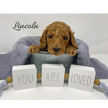 F1b Goldendoodle Puppy