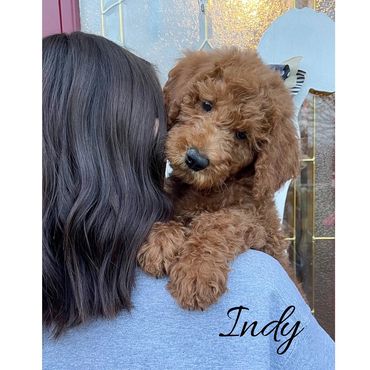 F1b Labradoodle Puppy