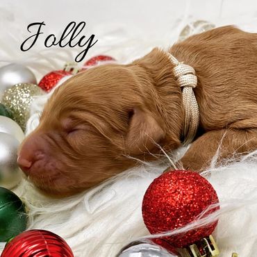 F1b Goldendoodle Puppy