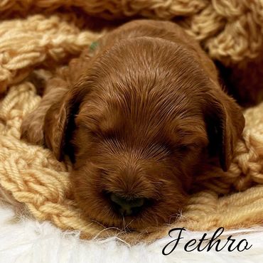 F1b Goldendoodle Puppy