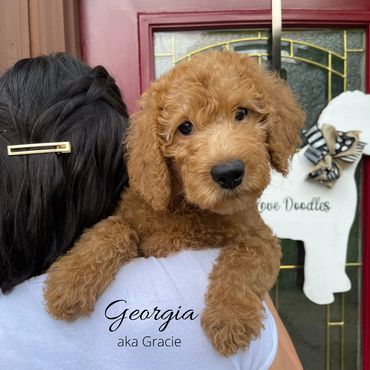 F1b Labradoodle Puppy
