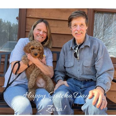 F1b Goldendoodle Puppy