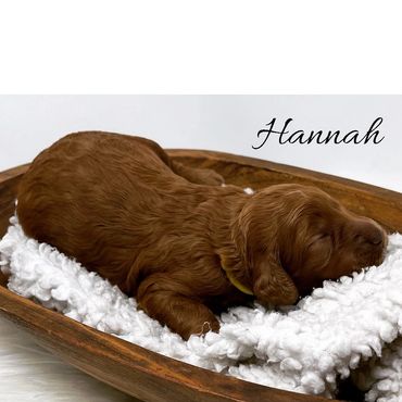 F1b Goldendoodle Puppy