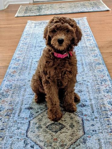 F1b Labradoodle Puppy