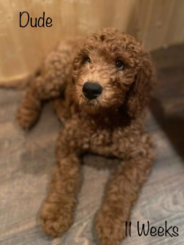 F1b Labradoodle Puppy