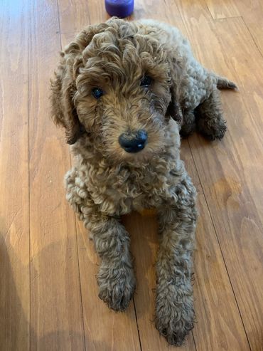 F1b Labradoodle Puppy
