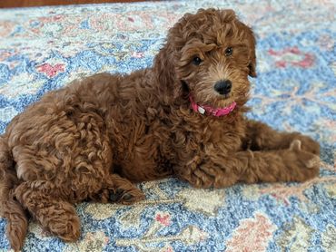 F1b Labradoodle Puppy