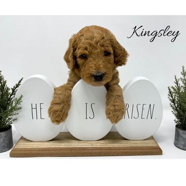 F1bb Goldendoodle puppy