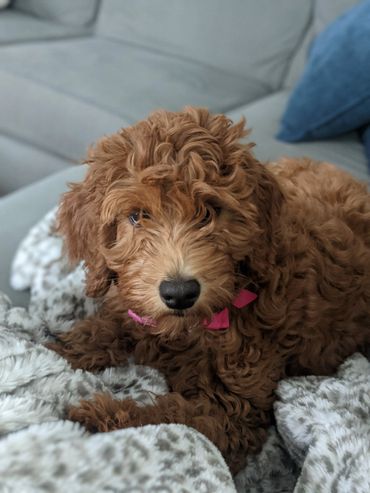 F1b Labradoodle Puppy