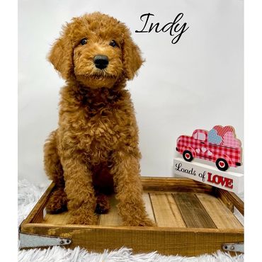 F1b Labradoodle Puppy