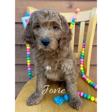 F1b Goldendoodle Puppy