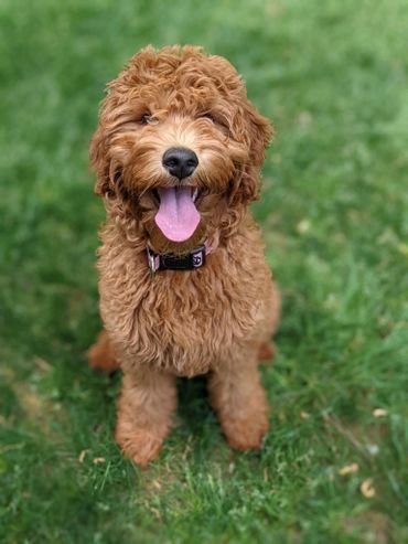 F1b Labradoodle Puppy