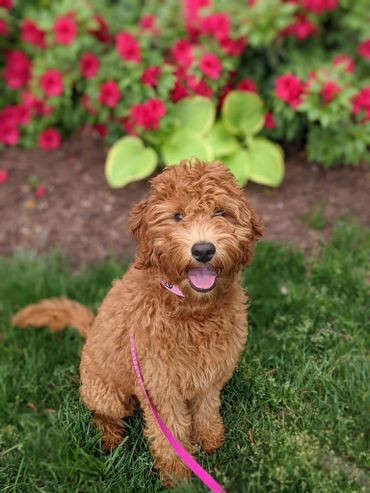 F1b Labradoodle Puppy