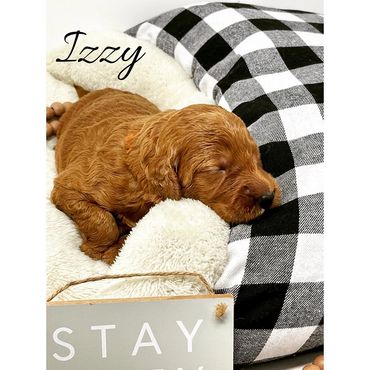 F1b Labradoodle Puppy