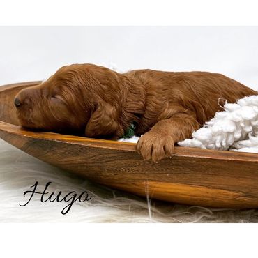 F1b Goldendoodle Puppy