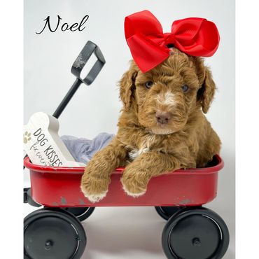 Mini Goldendoodle