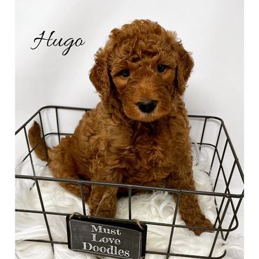 F1b Goldendoodle Puppy
