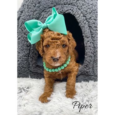 Mini Goldendoodle