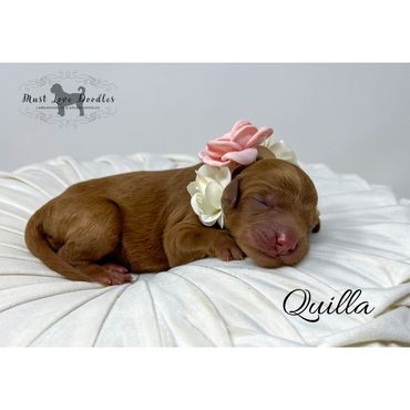 Mini Labradoodle Puppy