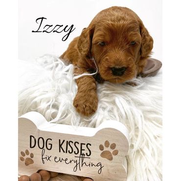 F1b Labradoodle Puppy