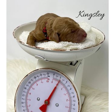 F1bb Goldendoodle puppy