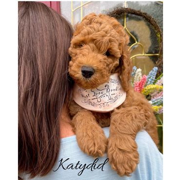 F1bb Goldendoodle puppy