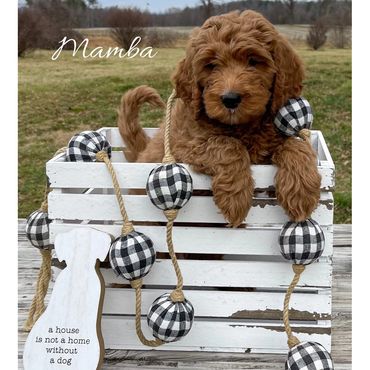 F1b Goldendoodle Puppy