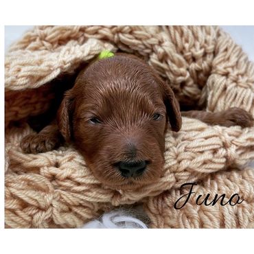 F1b Goldendoodle Puppy
