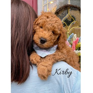 F1bb Goldendoodle puppy