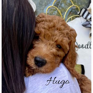 F1b Goldendoodle Puppy