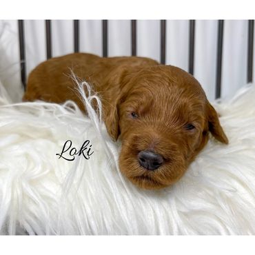 F1b Goldendoodle Puppy